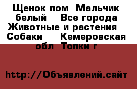 Щенок пом. Мальчик белый  - Все города Животные и растения » Собаки   . Кемеровская обл.,Топки г.